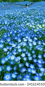 Стоковая фотография: Field of baby blue eyes flowers in bloom, Close-up of a baby blue eyes flower, creating a sea of blue and white.