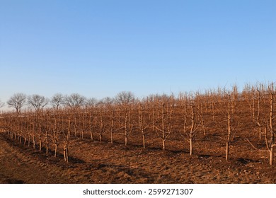 A field of bare trees