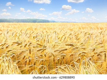 Field Barley In Period Harvest On Background Cloudy Sky