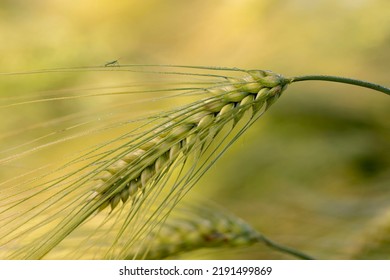 A Field Of Barley Is Ripening In The Summer Sun, With The Image Focused On A Single, Bent Stalk That Shows The Seed Head Details.