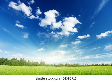 Field Of Barley And Sunny Day