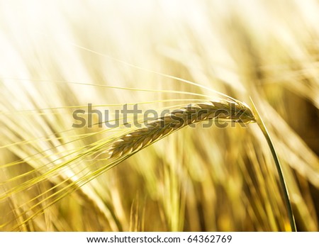 Similar – Image, Stock Photo Autumn scene on a meadow with oak trees.