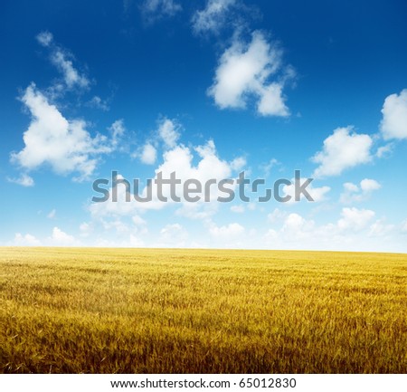 Similar – Image, Stock Photo Dry grasses in autumn. Brown colours and sad mood.