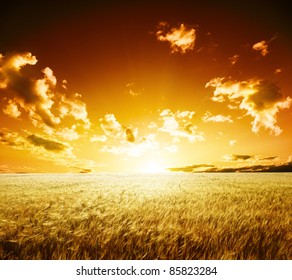 Field Of Barley And Sunset