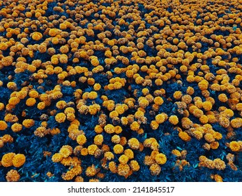A Field Of Beautiful Cempasuchil Flowers