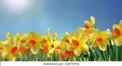 field of beautiful daffodils blooming under sunny blue sky