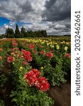 a field of beautiful dahlias near Canby Oregon