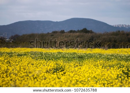 Field of the beautiful rapaseed (Brassica napus) flower.