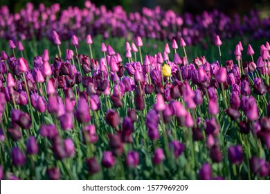 A field of beautiful violet tulips, with one outstanding yellow individual.