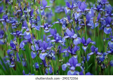 Blue Iris Field Hd Stock Images Shutterstock Blue Iris Field Hd Stock Images Shutterstock