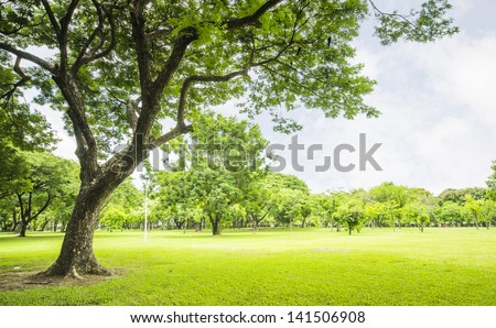 field, big tree, sun and blue sky