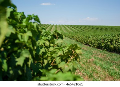 Field Of Blackcurrant