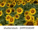 Field of blooming bright yellow sunflowers