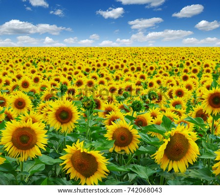 Similar – Field of sunflowers with a stormy cloudy sky in the background