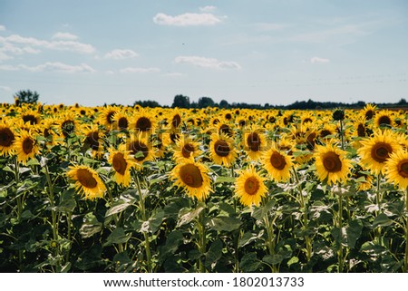 Similar – Image, Stock Photo Sunflowers Field at Sunset.Nature Background