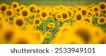 Field of blooming sunflowers taken with a telephoto lens