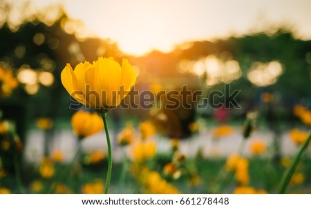 field of blooming yellow flowers on a background sunset