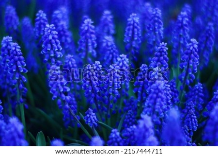 A field of blue flowers. Blue floral background with space for text. Summer background