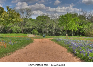 Field of Bluebonnets near Waco Texas