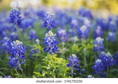 Field Of Bluebonnets - Texas State Flower