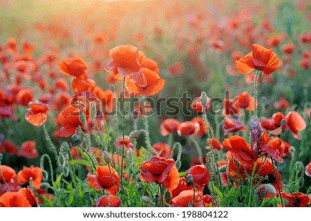 Similar – Image, Stock Photo red corn poppy flower in foreground, black dust vessels, macro