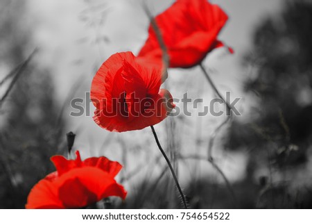 Similar – Foto Bild blühender roter Mohn in der Sonne, Rücklicht