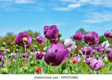 Field of bright red and violet poppy flowers in summer. Opium poppy field