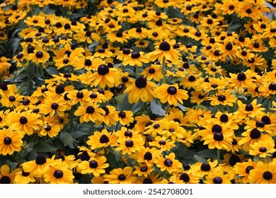 Field of Bright Yellow Black-Eyed Susan Flowers in Full Bloom - Powered by Shutterstock - Get 15% off with code: PIKWIZARD15