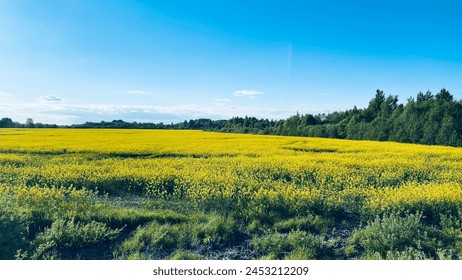 A field of bright yellow buckwheat in full bloom, a summer landscape photo.
 - Powered by Shutterstock