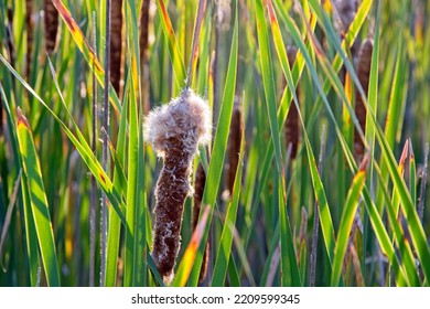 Field of broadleaf cattail grass going to seed at freshwater marsh of Parker River National Wildlife Refuge. Low afternoon sun light side illuminated - Shutterstock ID 2209599345