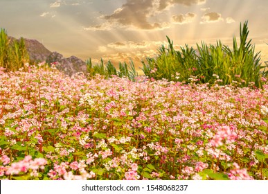 Field of buckwheat flowers  at Ha Giang, Viet Nam. Ha Giang is famous for Dong Van karst plateau global geological park. - Shutterstock ID 1548068237
