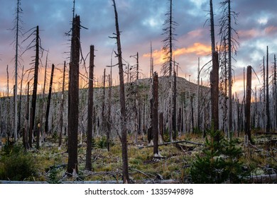 Field Of Burned Dead Conifer Trees With Hollow Branches In Beautiful Old Forest In Oregon, After Devastating Wildfire, With Beautiful Sunset Sky With Blue And Yellow Glow