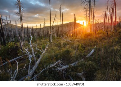 Field Of Burned Dead Conifer Trees With Hollow Branches In Beautiful Old Forest In Oregon, After Devastating Wildfire, With Beautiful Sunset Sky With Blue And Yellow Glow