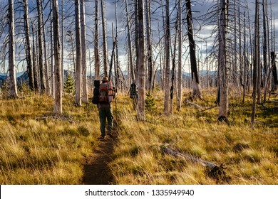 Field Of Burned Dead Conifer Trees With Hollow Branches In Beautiful Old Forest After Devastating Wildfire In Oregon, With Beautiful Blue Sky