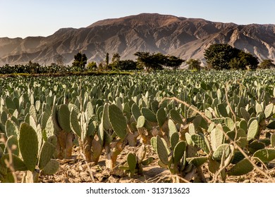 Field of cactus