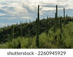 Field of cactuses saguaro in late afternoon shade with clouds and blue sky in tuscon arizona sabino nationl park. In the cliffs and in the hills with native grasses and vegetation in sonora desert.