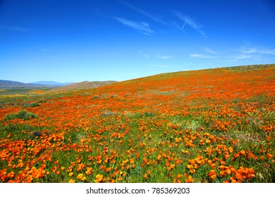 Field Of California Poppies During Super Bloom