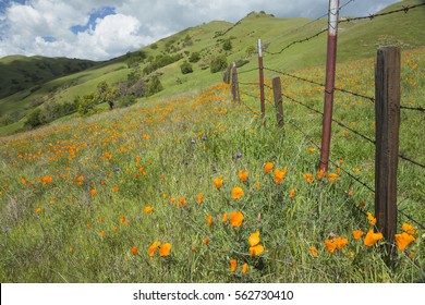 Field of California poppies and other blue and purple flowers on a green hill with a rusty old barbed wire fence