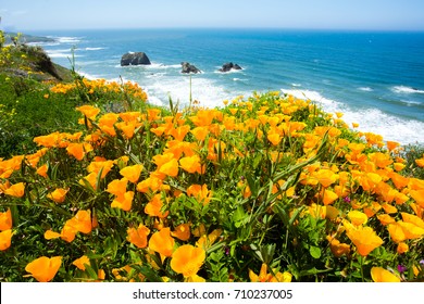 A field of California poppies and the Pacific ocean on the California coast near Mendocino.