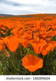 Field Of California Poppies Super Bloom In Antelope Valley, Lancaster, CA, USA