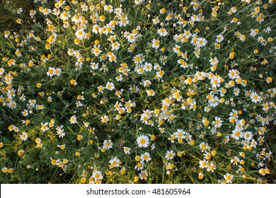 Field Of Camomile (Matricaria Chamomilla) Flowers. Flower Texture.Top View