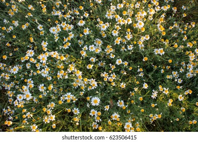 Field Of Camomile (Matricaria Chamomilla) Flowers. Flower Texture.Top View