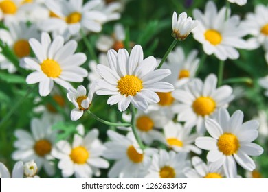 Field Of Camomiles At Sunny Day At Nature. Camomile Daisy Flowers, Field Flowers, Chamomile Flowers, Spring Day