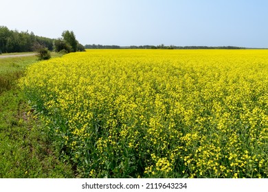 A Field Of Canola In Alberta, Canada