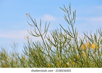 A field of canola or rapeseed (Brassica napus). This plant is used for oil industry