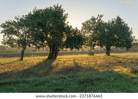 Field of carob trees, Ceratonia siliqua, in the interior of the island of Mallorca at sunrise. Spain