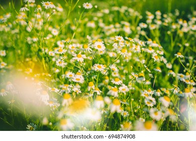 Field chamomiles