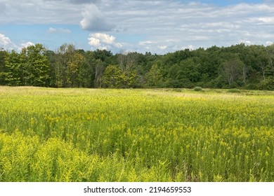 A Field In Chautauqua County, New York