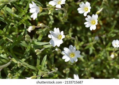 Field chickweed flowers - Latin name - Cerastium arvense