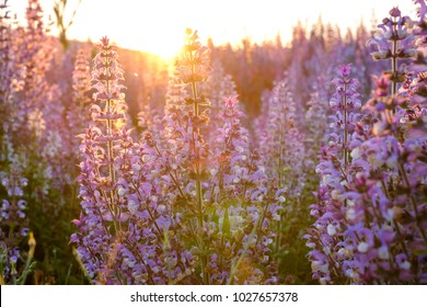 Field Of Clary Sage, Close-up, Sunrise.